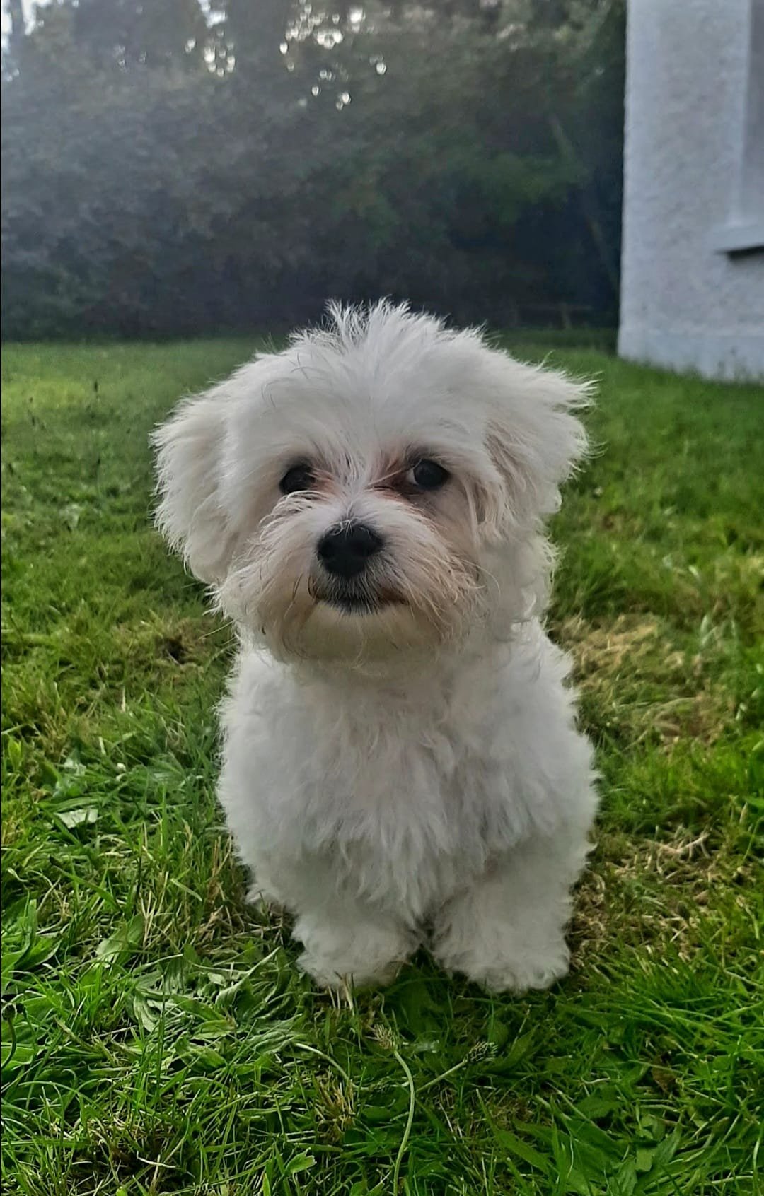 Mr. Beau Avatar